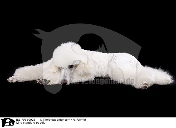 liegender Gro�pudel / lying standard poodle / RR-39928