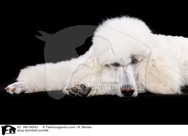 liegender Gro�pudel / lying standard poodle / RR-39930