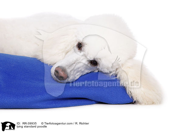 lying standard poodle / RR-39935