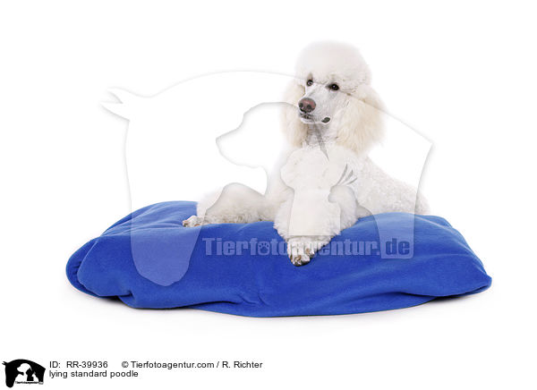 lying standard poodle / RR-39936
