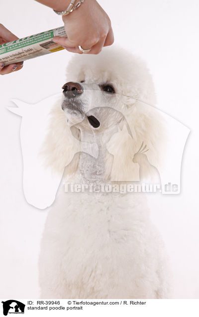 standard poodle portrait / RR-39946