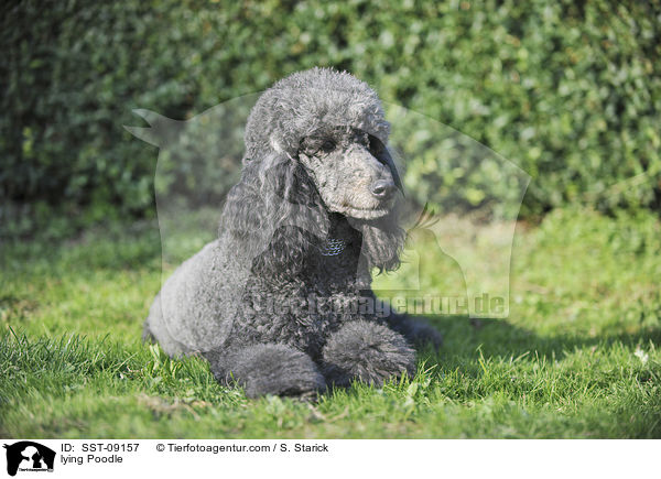 liegender Gropudel / lying Poodle / SST-09157