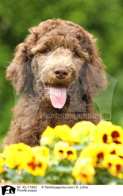 Poodle puppy / KL-11953