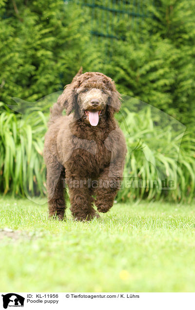 Gropudel Welpe / Poodle puppy / KL-11956