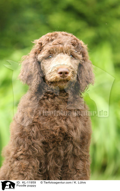 Poodle puppy / KL-11959