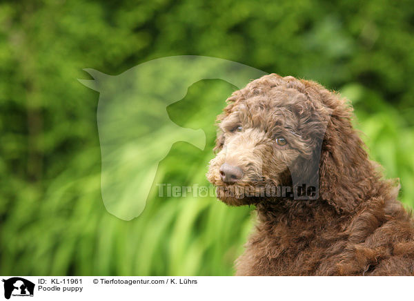 Poodle puppy / KL-11961