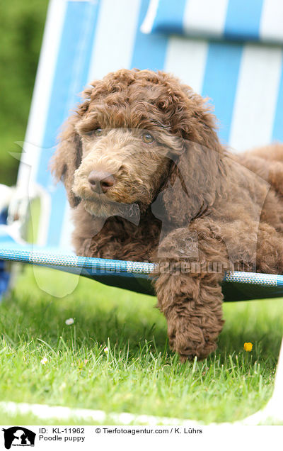 Poodle puppy / KL-11962