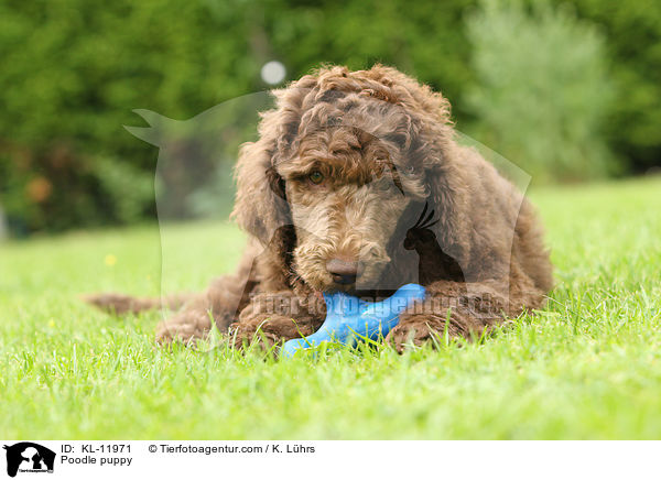Gropudel Welpe / Poodle puppy / KL-11971