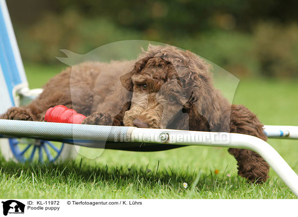 Gropudel Welpe / Poodle puppy / KL-11972