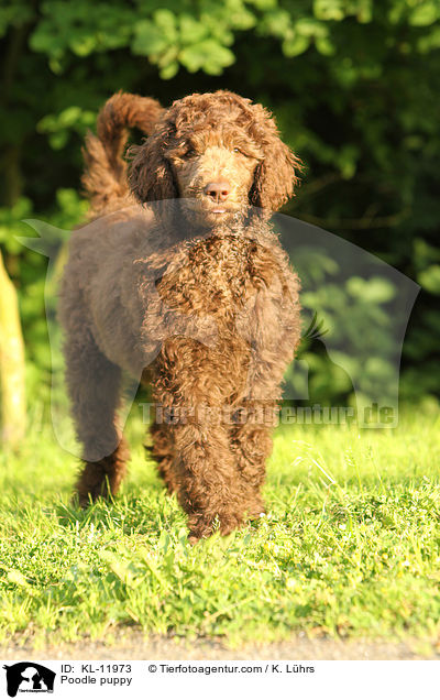 Gropudel Welpe / Poodle puppy / KL-11973