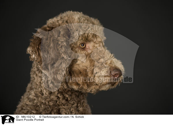 Gropudel Portrait / Giant Poodle Portrait / NN-10212