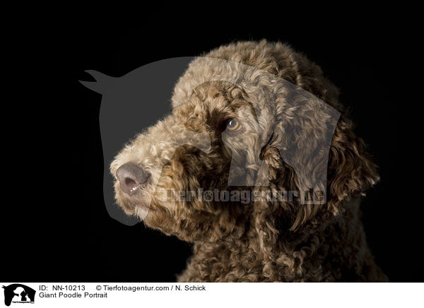 Gropudel Portrait / Giant Poodle Portrait / NN-10213