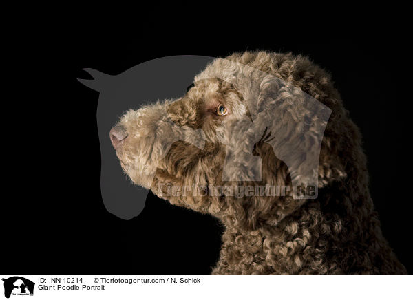 Giant Poodle Portrait / NN-10214