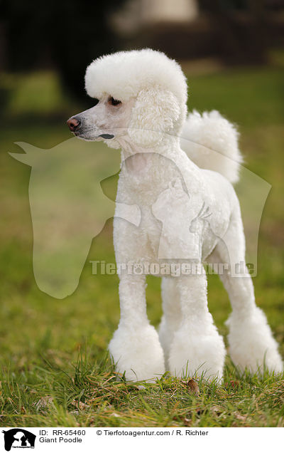 Gropudel / Giant Poodle / RR-65460