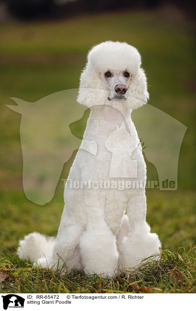 sitzender Gropudel / sitting Giant Poodle / RR-65472