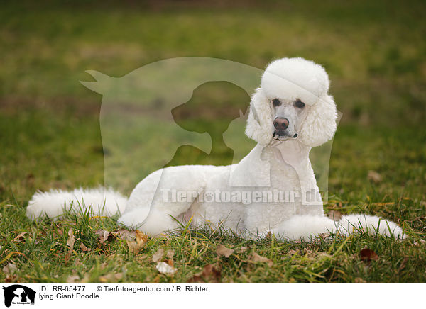 lying Giant Poodle / RR-65477