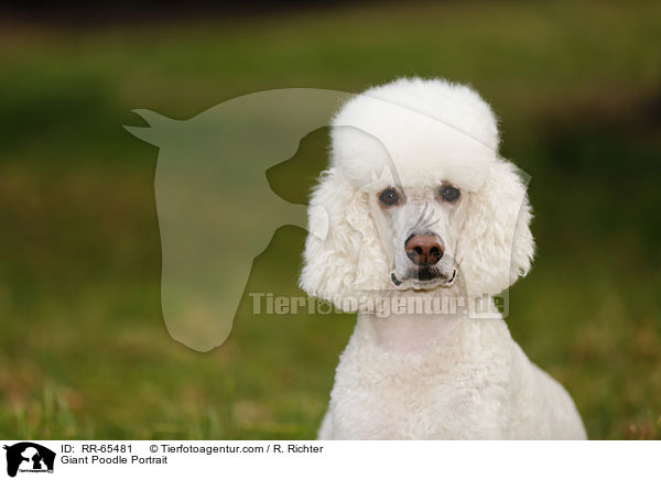 Gropudel Portrait / Giant Poodle Portrait / RR-65481