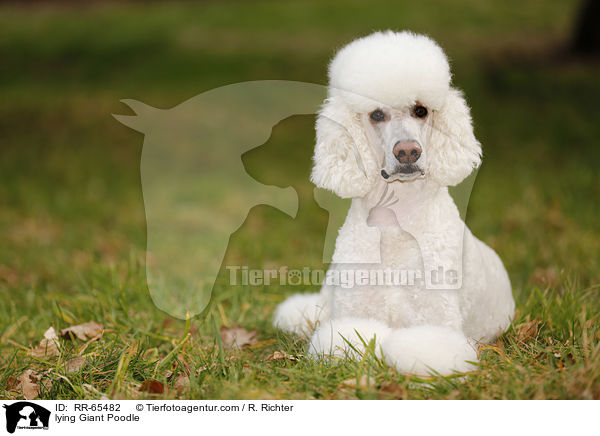 lying Giant Poodle / RR-65482