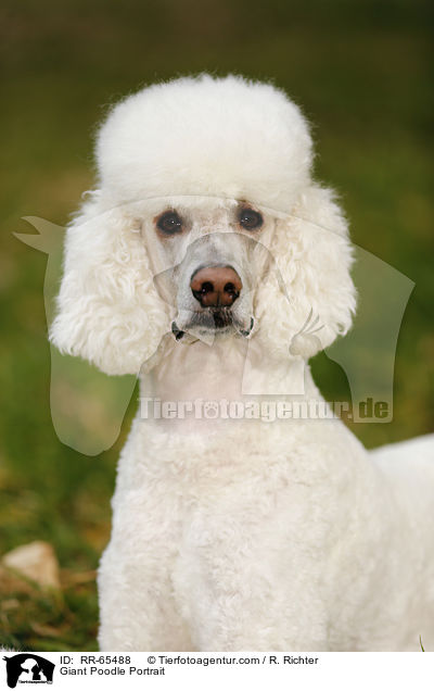 Giant Poodle Portrait / RR-65488
