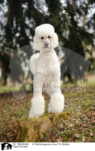Gropudel / Giant Poodle / RR-65489