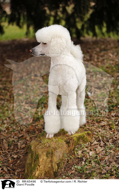 Giant Poodle / RR-65496