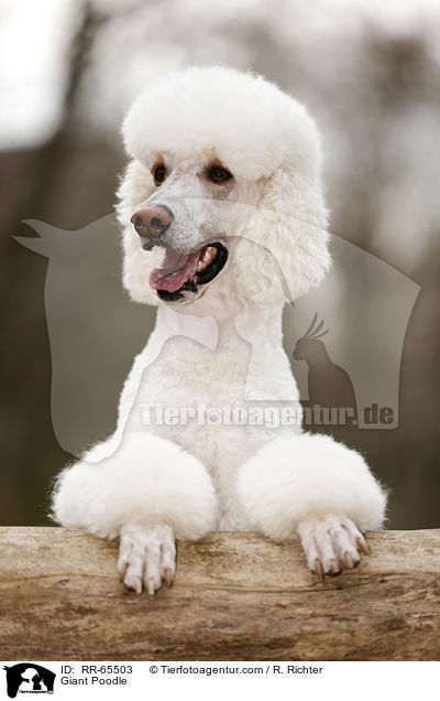 Giant Poodle / RR-65503