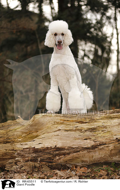 Giant Poodle / RR-65511