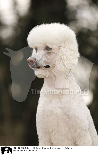 Gropudel Portrait / Giant Poodle Portrait / RR-65517