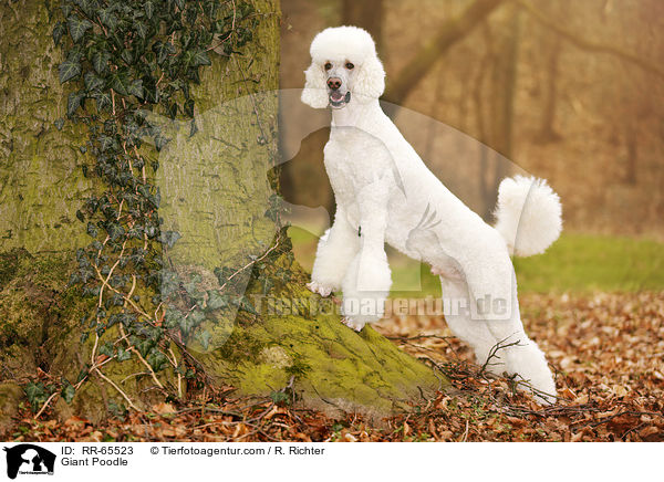 Giant Poodle / RR-65523