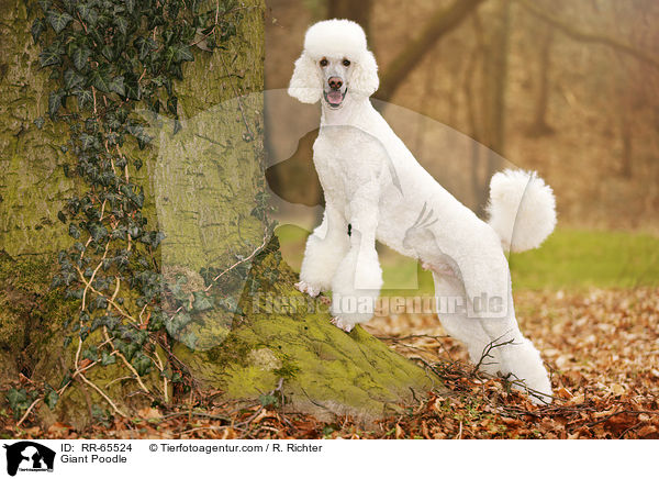 Gropudel / Giant Poodle / RR-65524