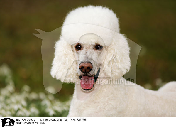 Gropudel Portrait / Giant Poodle Portrait / RR-65532