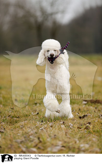 spielender Gropudel / playing Giant Poodle / RR-65543