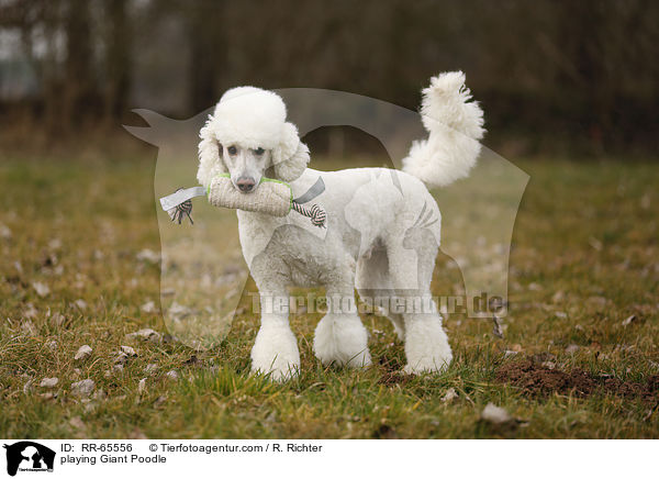 spielender Gropudel / playing Giant Poodle / RR-65556