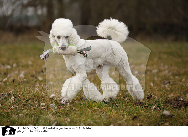 spielender Gropudel / playing Giant Poodle / RR-65557