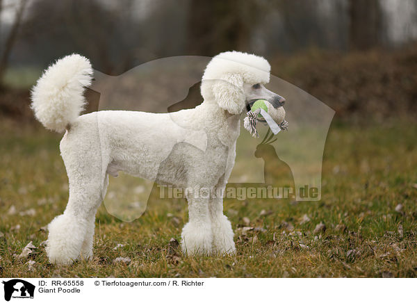 Gropudel / Giant Poodle / RR-65558