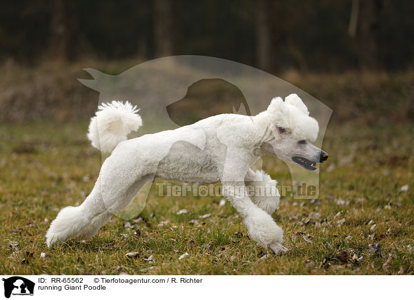 rennender Gropudel / running Giant Poodle / RR-65562