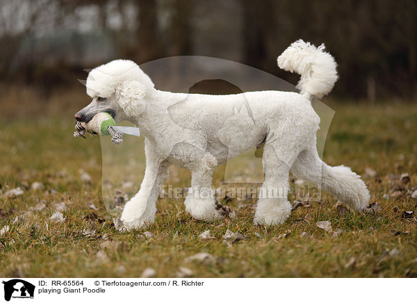 spielender Gropudel / playing Giant Poodle / RR-65564