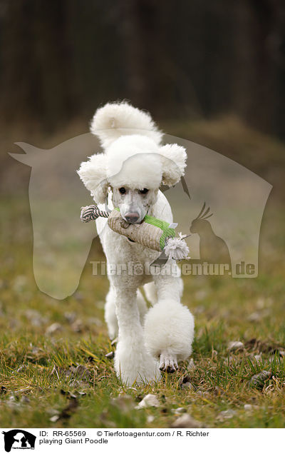 spielender Gropudel / playing Giant Poodle / RR-65569