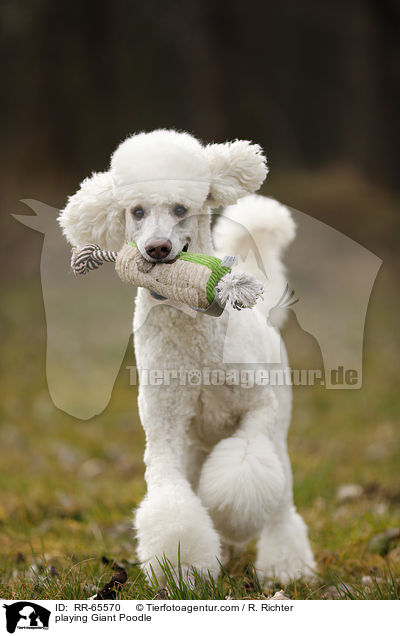 spielender Gropudel / playing Giant Poodle / RR-65570