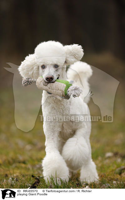 playing Giant Poodle / RR-65570