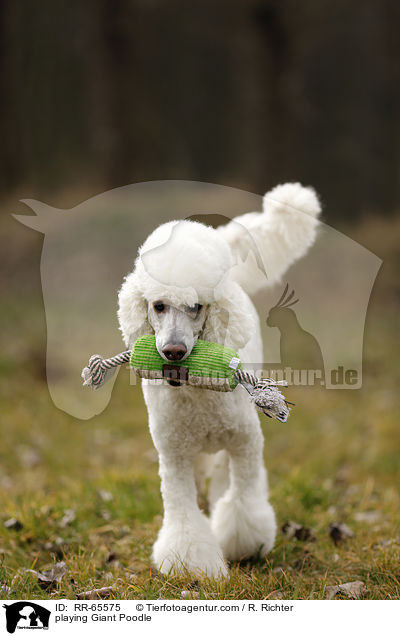 spielender Gropudel / playing Giant Poodle / RR-65575