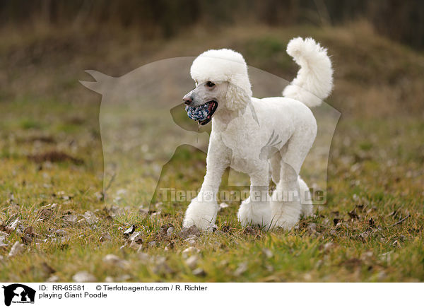 spielender Gropudel / playing Giant Poodle / RR-65581