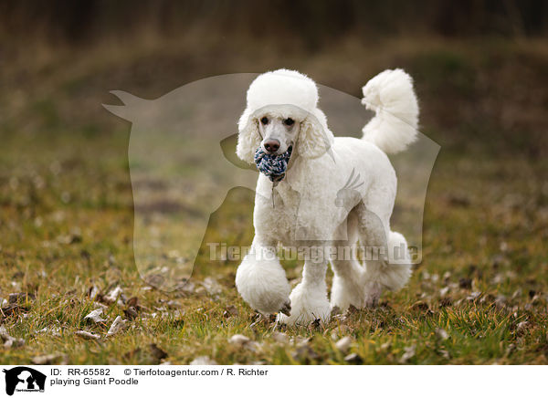 spielender Gropudel / playing Giant Poodle / RR-65582