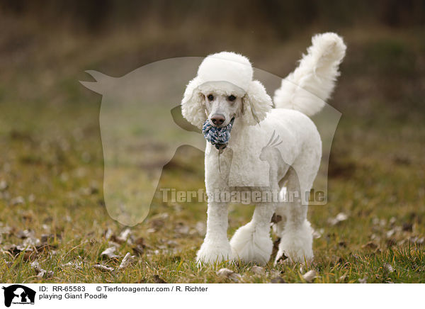 playing Giant Poodle / RR-65583