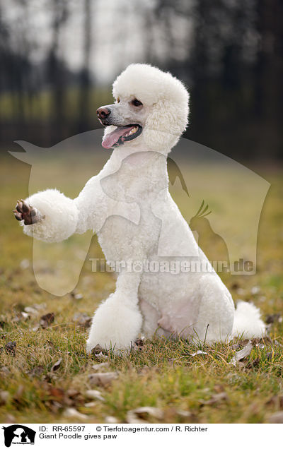 Giant Poodle gives paw / RR-65597