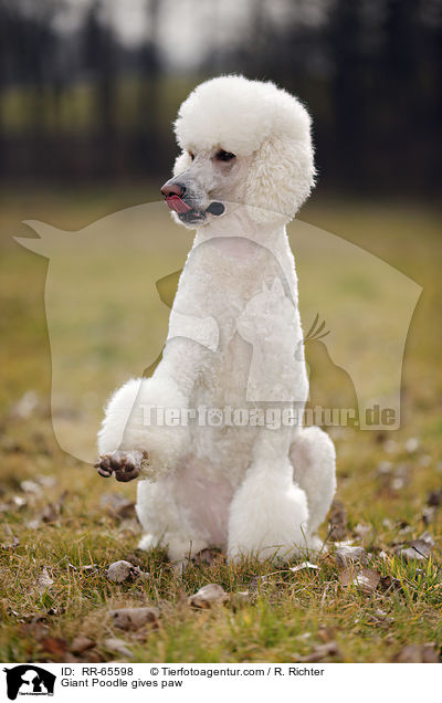 Gropudel gibt Pftchen / Giant Poodle gives paw / RR-65598
