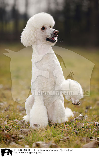 Giant Poodle gives paw / RR-65600
