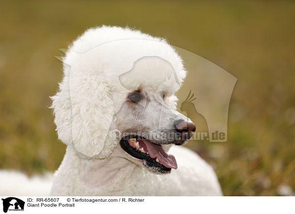 Gropudel Portrait / Giant Poodle Portrait / RR-65607