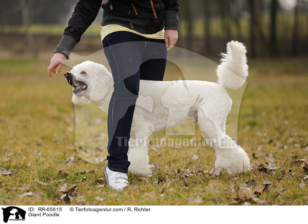 Gropudel / Giant Poodle / RR-65615