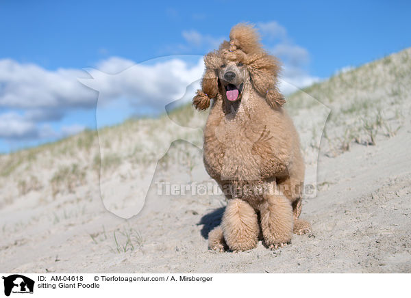 sitting Giant Poodle / AM-04618